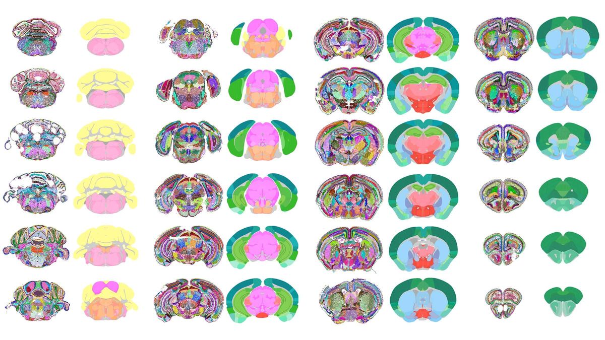 Карта 1300 регионов мозга мыши, выделенных CellTransformer